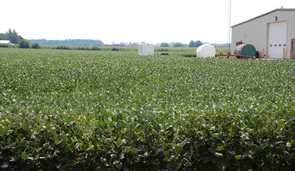 soybean field