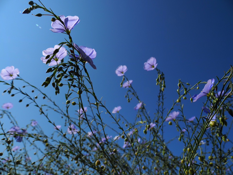 flowering flax