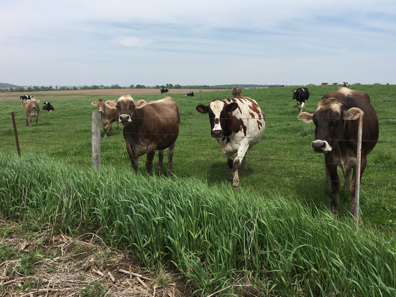 Cattle on pasture