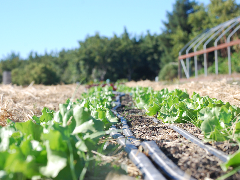 irrigated lettuce