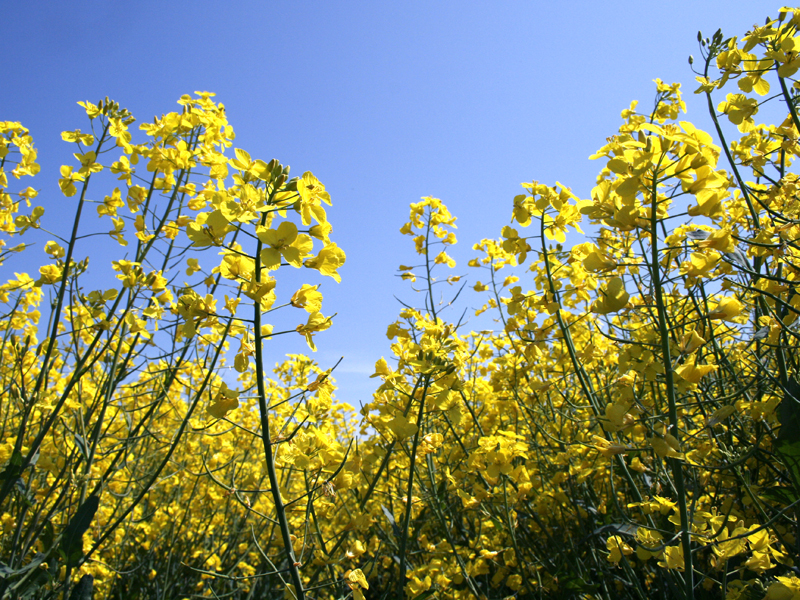 canola field in bloom