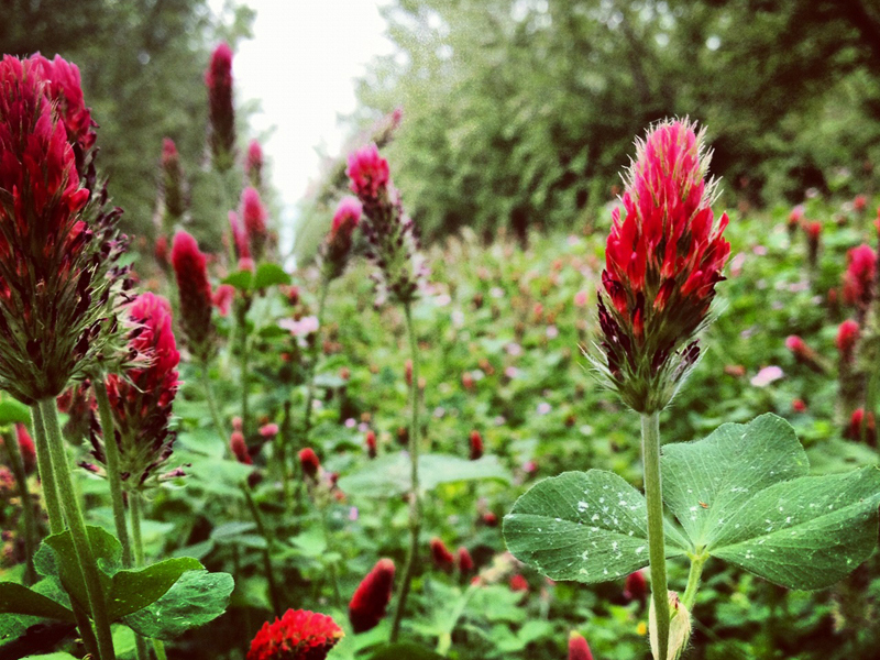 crimson clover planted between almond trees