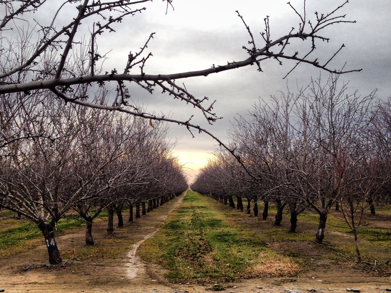 Almond trees with water irrigation