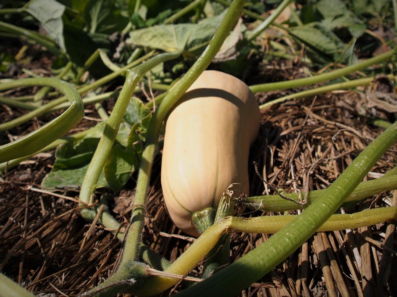 Butternut squash on cover crop residue