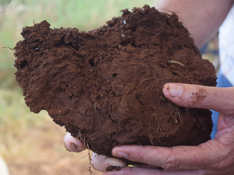 hands holding soil