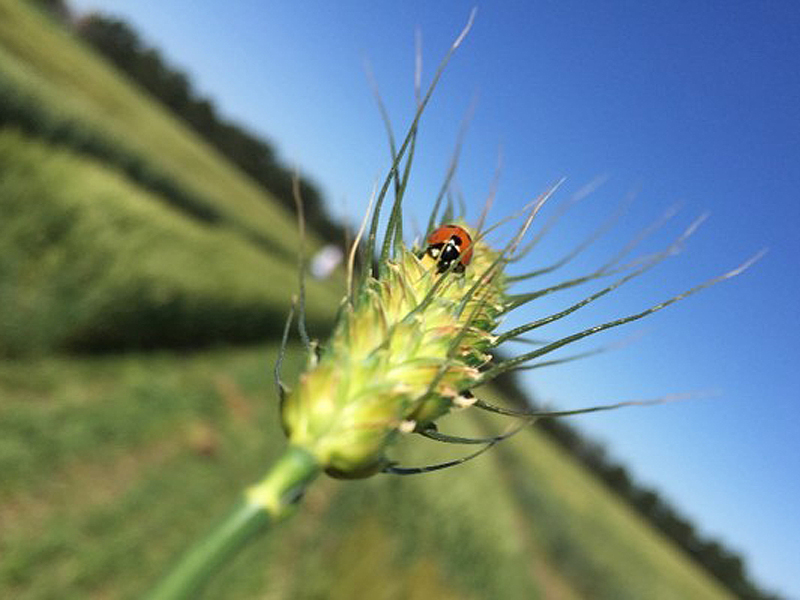 Ladybug eating aphids from a head of wheat