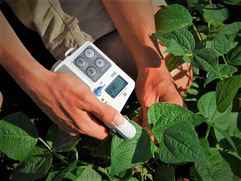 Person using tool to take measurements from leaves in bean field.