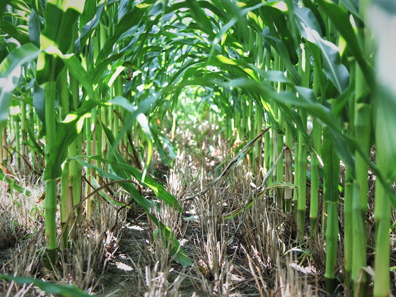 No till corn growing in cover crop residue