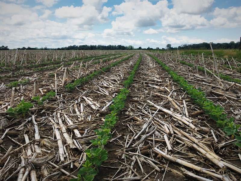 No till field with soybeans emerging