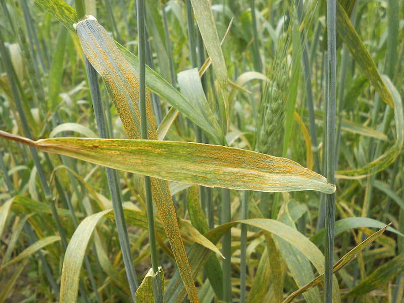 stripe rust on wheat