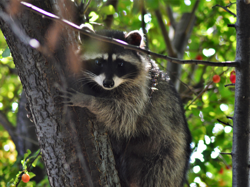 Raccoon in fruit tree.