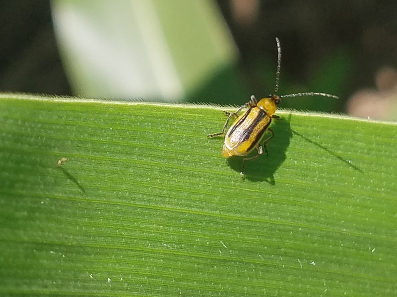 Western corn rootworm