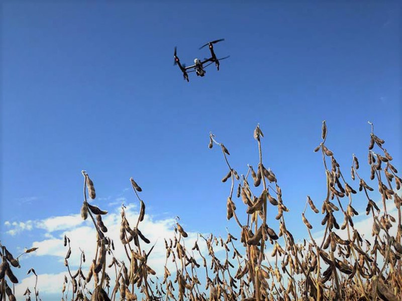 Drone flying over mature soybean field