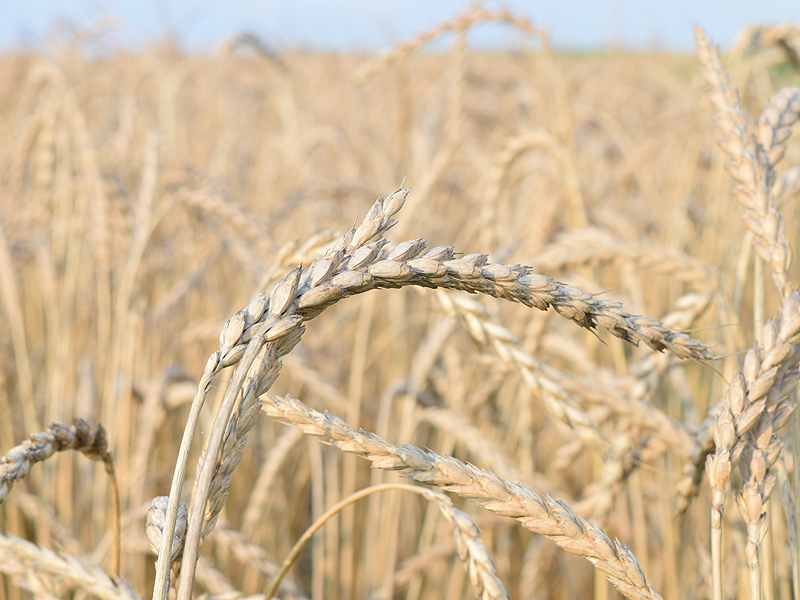 Field of organic wheat