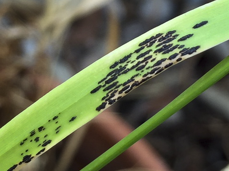 Rust disease spots on leaf of plant.