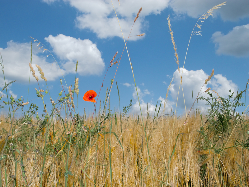 Weeds in wheat field.