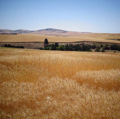 Gold of the Palouse