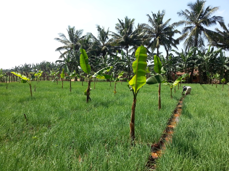 Integrated Cropping Systems