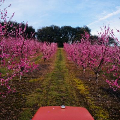 a row of trees with pink flowers