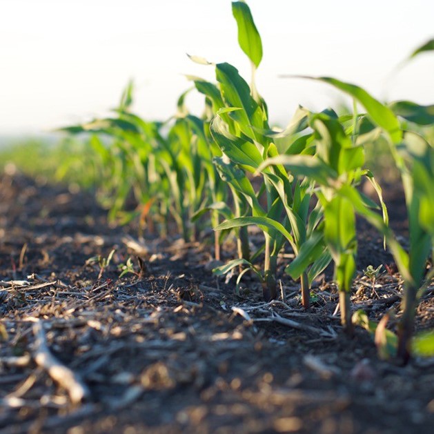 corn plants