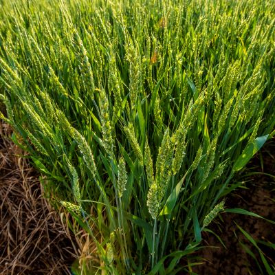 a green field of wheat