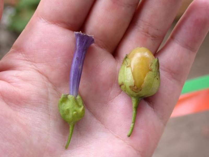 hand holding two small flower and fruit of lochroma cyaneum shrub