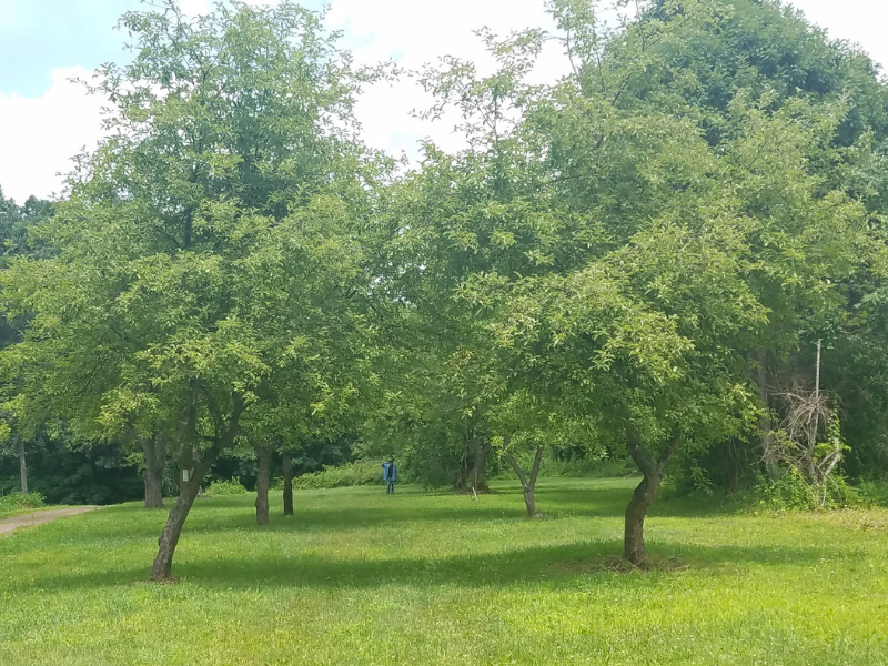 several apple trees in rows on grass with person in the center of the row in background