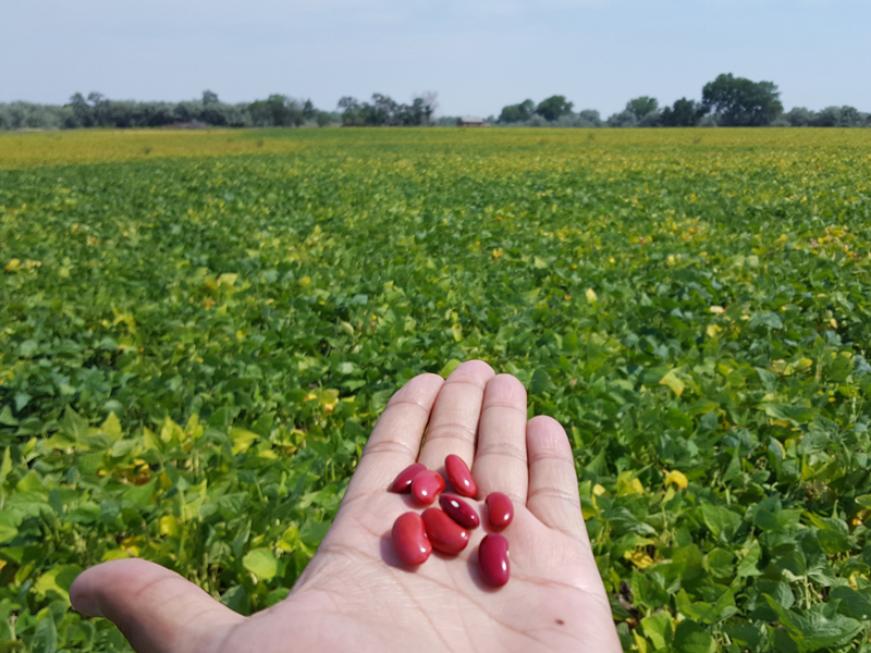 Handing holding kidney beans with field in background.