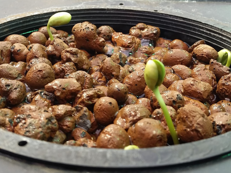 closeup of soybean sprouts three days after planting 