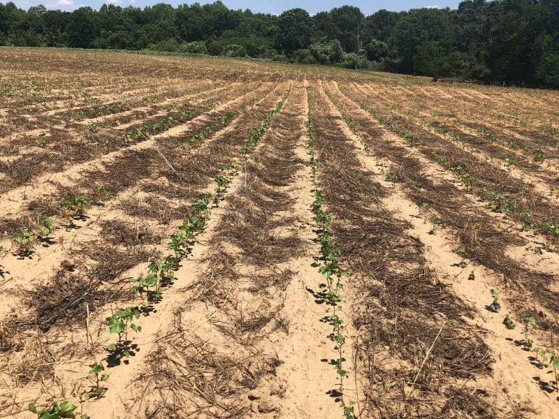 rows of cotton and small cover crop plants growing in field of soil