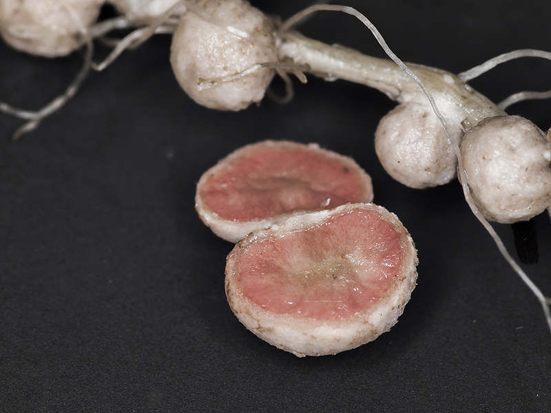 Soybean nodule cut in half showing pink middle.