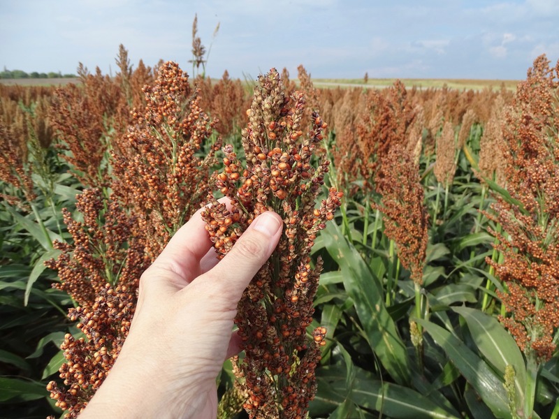 Hand holding sorghum crop in field