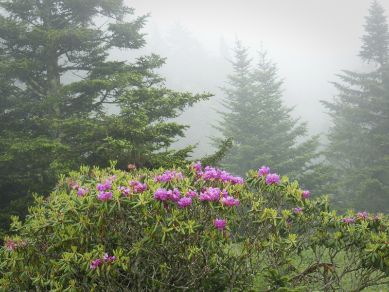 Bush with pink flowers with coniferous trees in background.