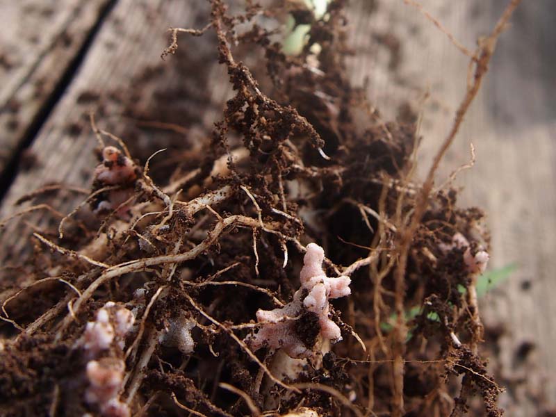 Ball of roots with nodules.