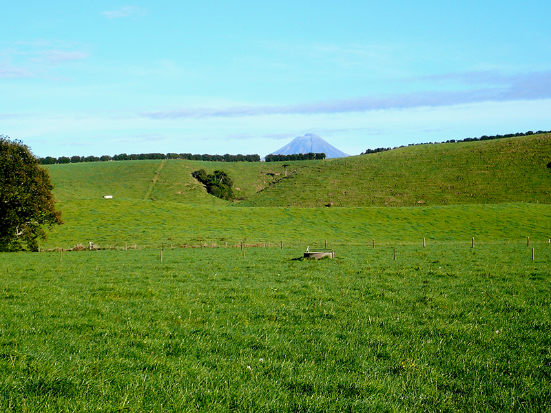 pasture with Mt. Taranaki in the background