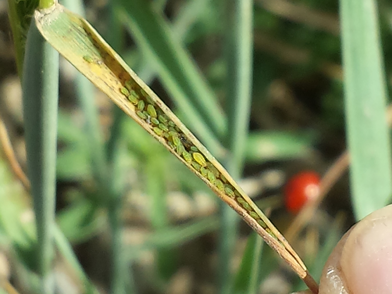 wheat on foxtail barley leaf