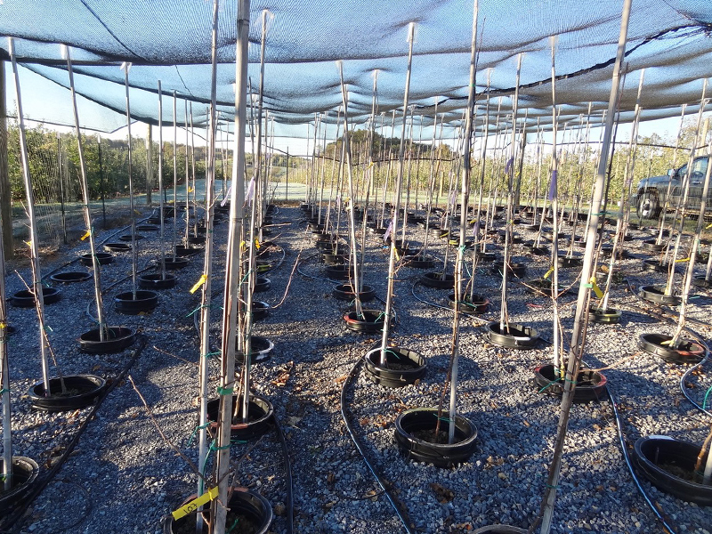 Apple trees growing in pot containers under a shade tarp.