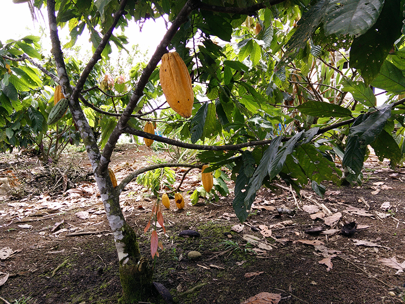 cacao tree