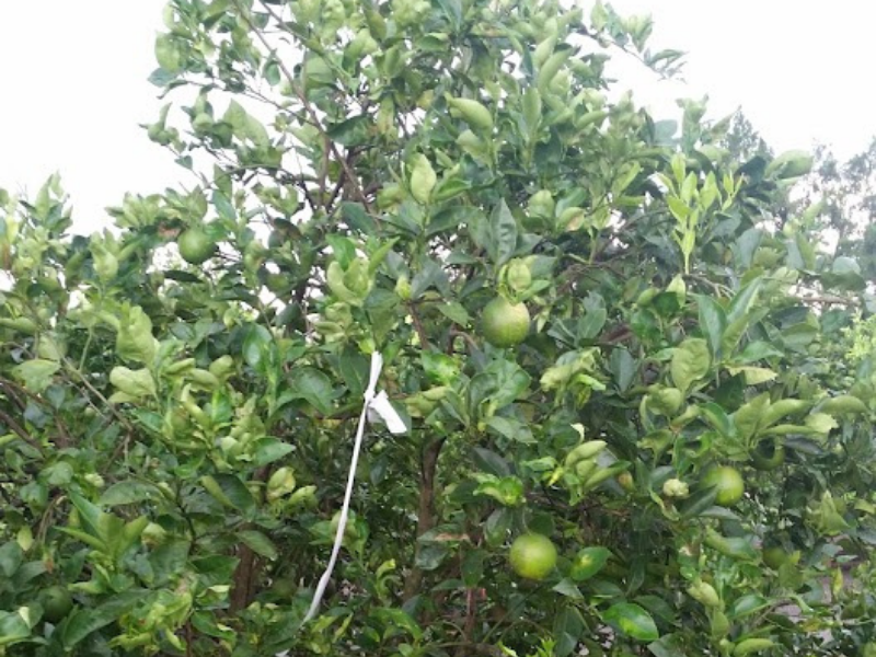 closeup of citrus tree growing oranges that received split nutrient application