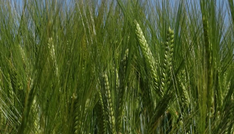 barley grains growing in field