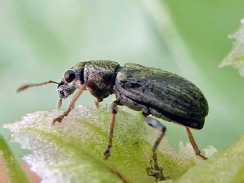 Weevil on plant tissue