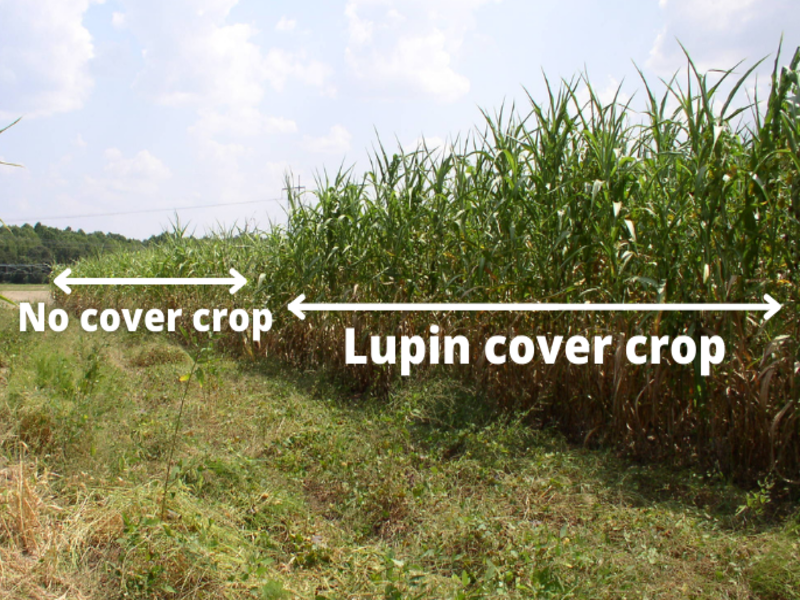 two plots of sorghum crops next to each other, one with lupin cover crop added and one without