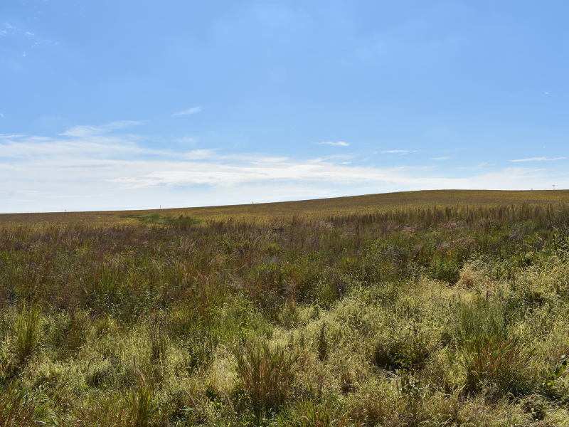 riparian buffer with various plants and shrubs next to farm field