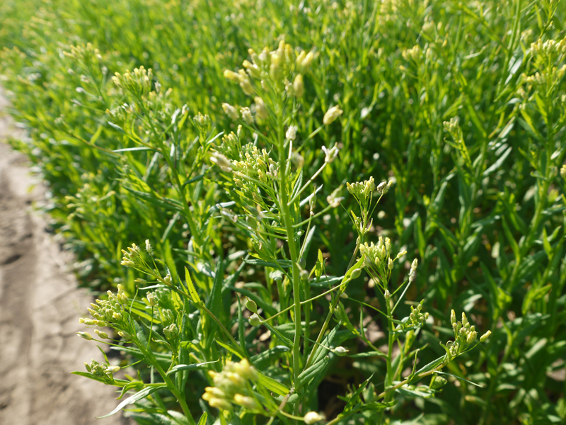 Camelina at flowering