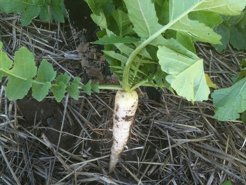 Dig of radish cover crop with long tuber.