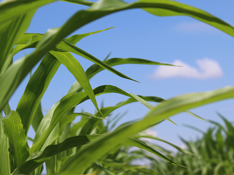 Close up of corn leaves in a field against the blue sky