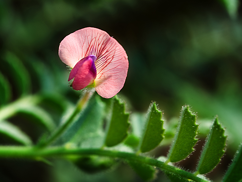 pink chickpea flower