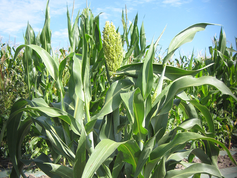 Mature sorghum plant