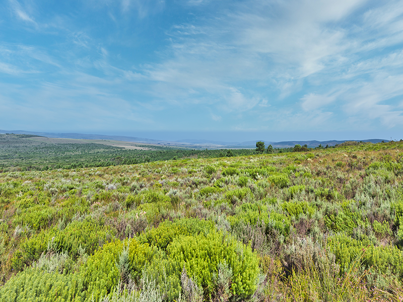 field of honeybush