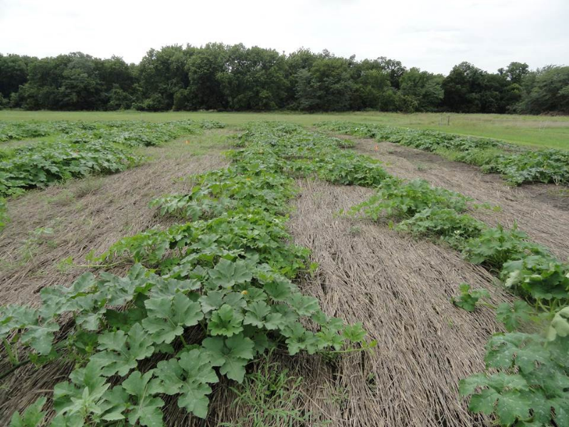 field planted with pumpkins grown in a cereal rye cover crop system